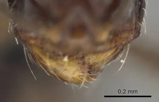 Carebara aberrans specimen