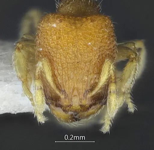 Carebara acutispina specimen