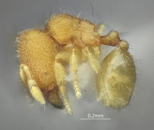 Carebara acutispina specimen