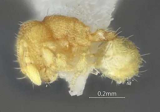 Carebara acutispina - ANTWEB1060551