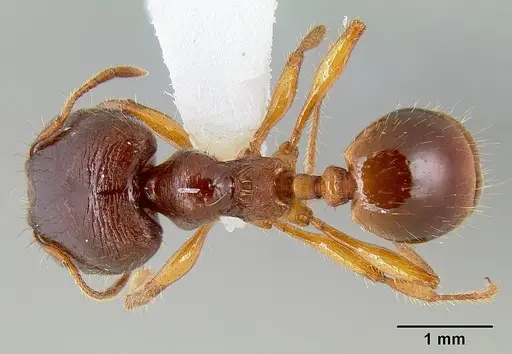 Carebara affinis specimen