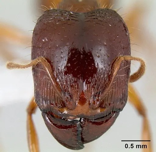 Carebara affinis specimen