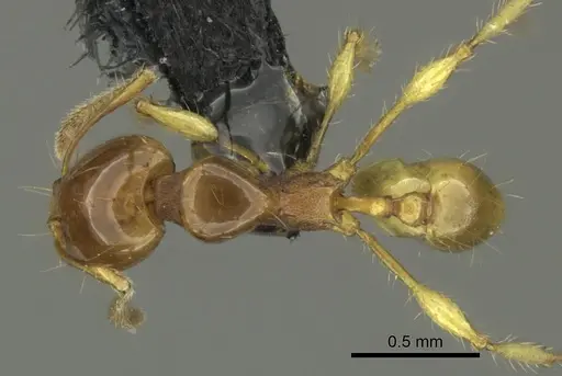 Carebara affinis - CASENT0270204