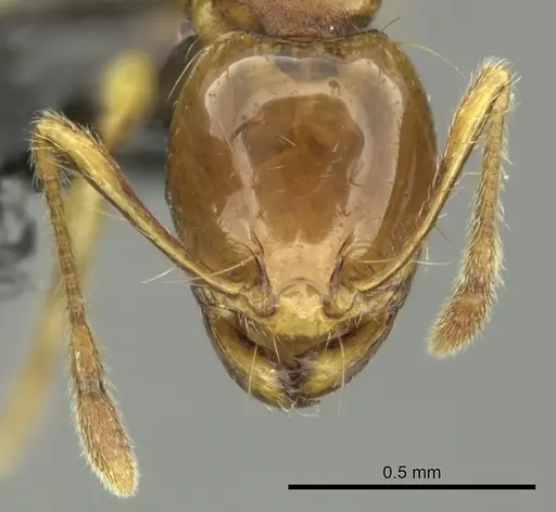 Carebara affinis - CASENT0270204