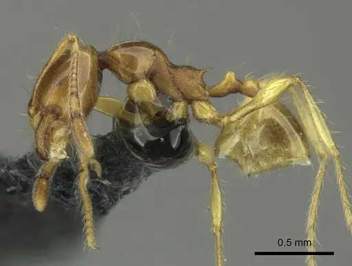 Carebara affinis - CASENT0270204