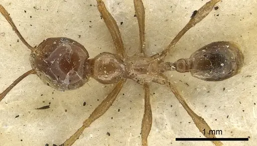 Carebara affinis - CASENT0901419