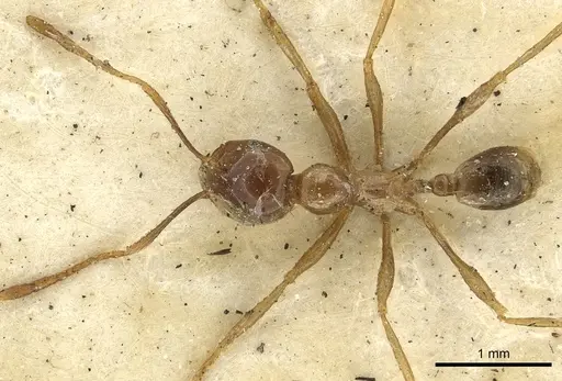 Carebara affinis - CASENT0901419