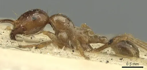 Carebara affinis - CASENT0901419