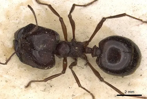 Carebara affinis - CASENT0901420