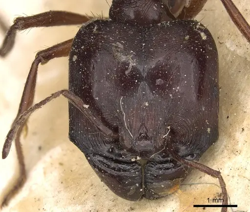 Carebara affinis - CASENT0901420