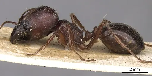 Carebara affinis - CASENT0901420