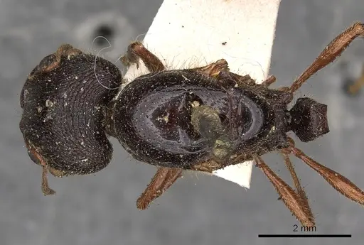 Carebara affinis - CASENT0901423