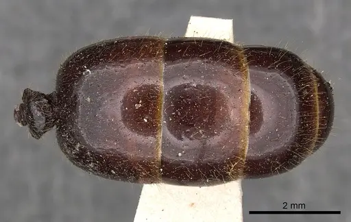 Carebara affinis - CASENT0901423