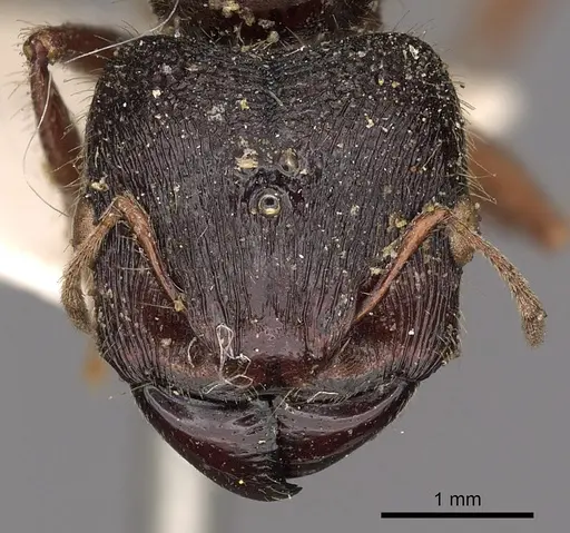 Carebara affinis - CASENT0901423