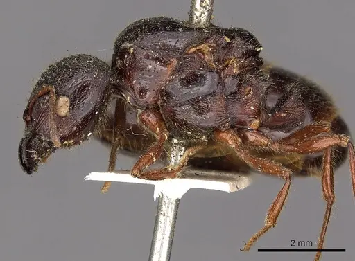 Carebara affinis - CASENT0901423