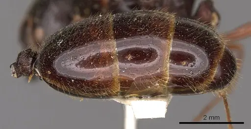 Carebara affinis - CASENT0901423