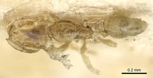 Carebara affinis - CASENT0902385