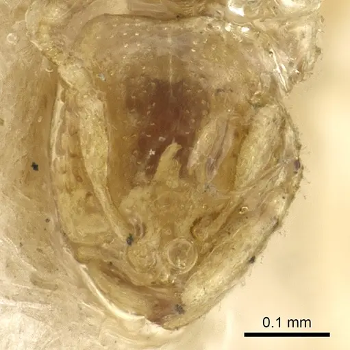 Carebara affinis - CASENT0902385