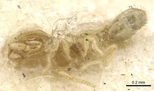 Carebara affinis - CASENT0902385