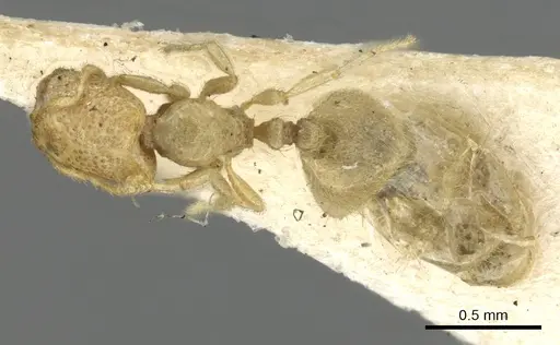 Carebara affinis - CASENT0902386