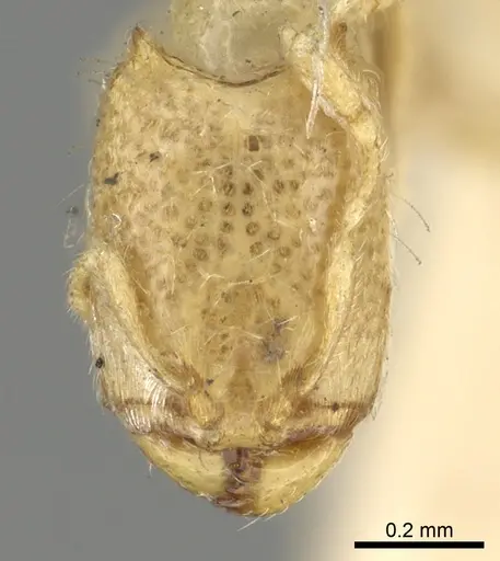 Carebara affinis - CASENT0902386