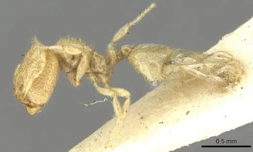 Carebara affinis - CASENT0902386