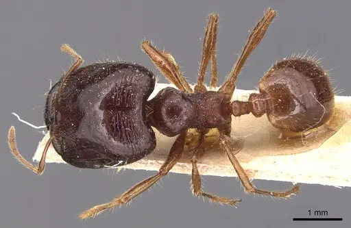 Carebara affinis - CASENT0904648