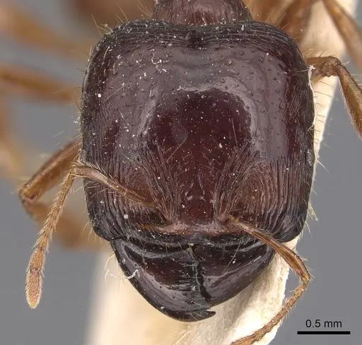 Carebara affinis - CASENT0904648