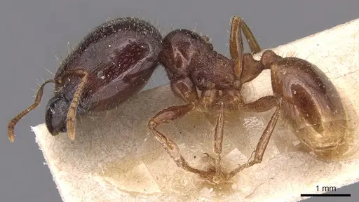 Carebara affinis - CASENT0904648