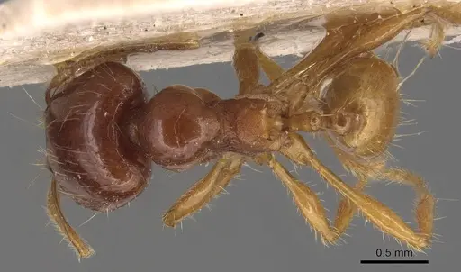 Carebara affinis - CASENT0904649