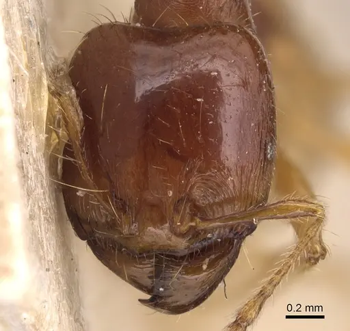 Carebara affinis - CASENT0904649