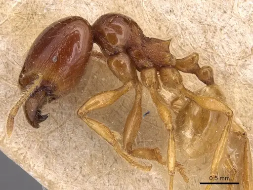 Carebara affinis - CASENT0904649