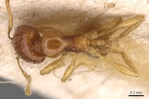 Carebara affinis - CASENT0904650