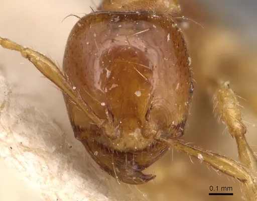 Carebara affinis - CASENT0904650