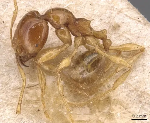 Carebara affinis - CASENT0904650