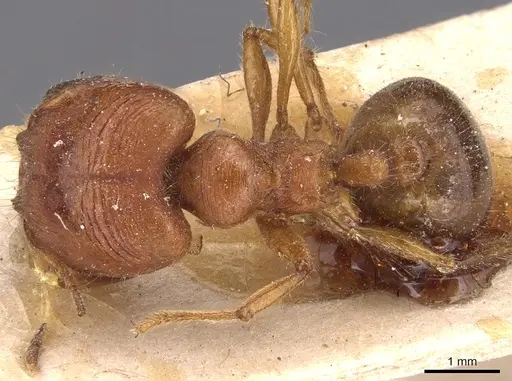 Carebara affinis - CASENT0904651