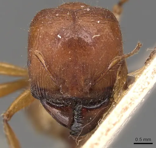 Carebara affinis - CASENT0904651