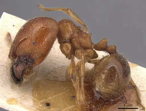 Carebara affinis - CASENT0904651