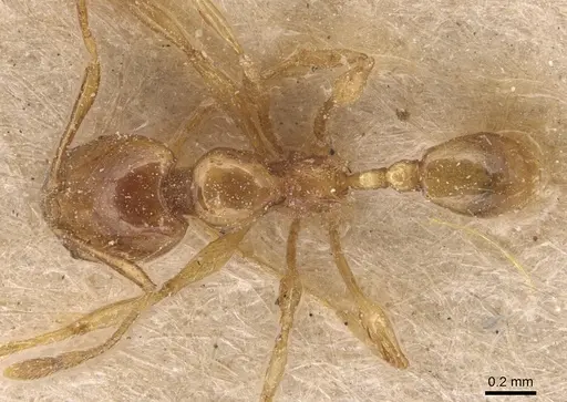 Carebara affinis - CASENT0904652