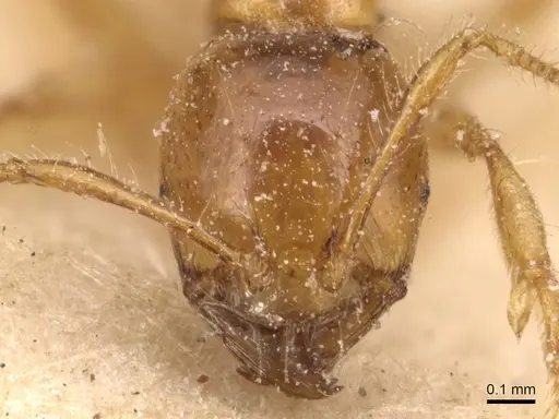 Carebara affinis - CASENT0904652