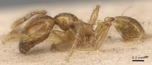 Carebara affinis - CASENT0904652