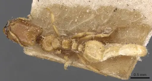 Carebara affinis - CASENT0908897