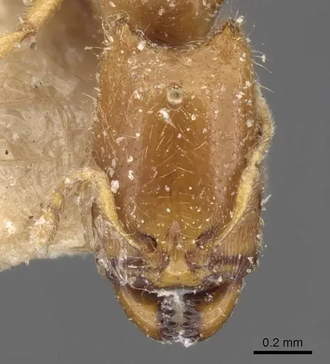 Carebara affinis - CASENT0908897