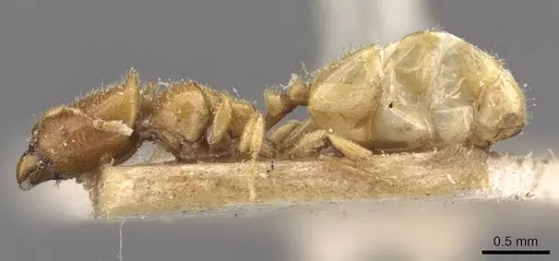 Carebara affinis - CASENT0908897