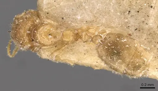 Carebara affinis - CASENT0908898