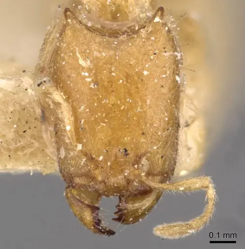 Carebara affinis - CASENT0908898