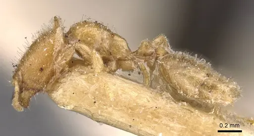 Carebara affinis - CASENT0908898