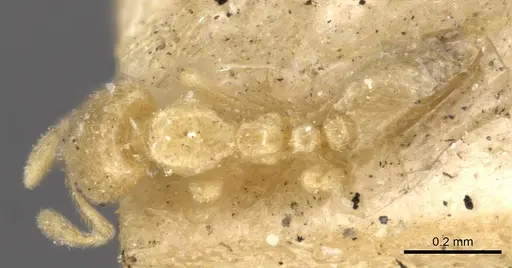 Carebara affinis - CASENT0908899