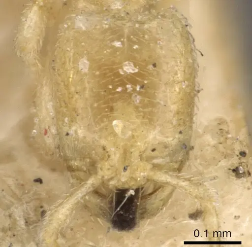 Carebara affinis - CASENT0908899