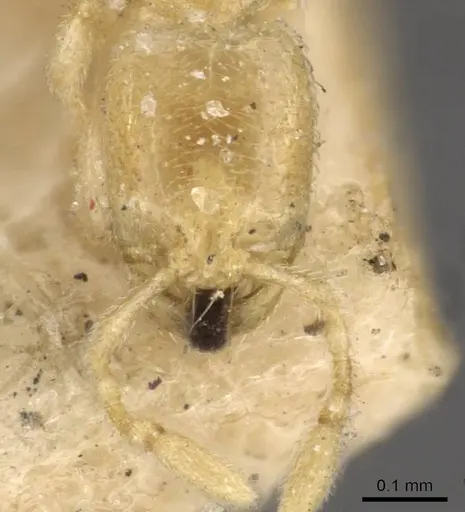 Carebara affinis - CASENT0908899